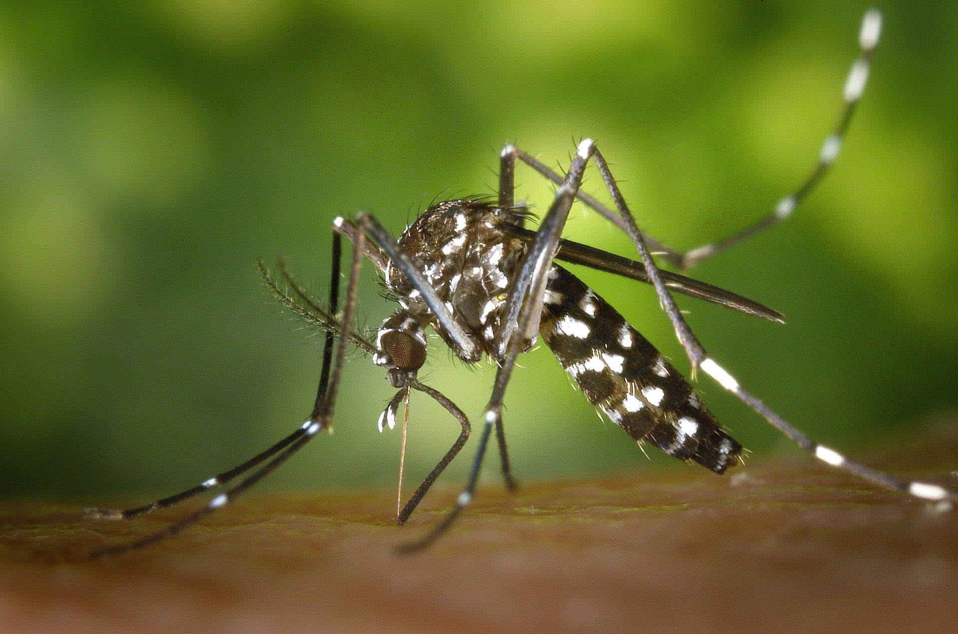 Heb ik knokkelkoorts ? | Het dengue virus onder de loep