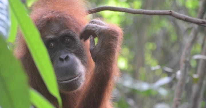 Orang oetans spotten op Sumatra | Wat je moet weten